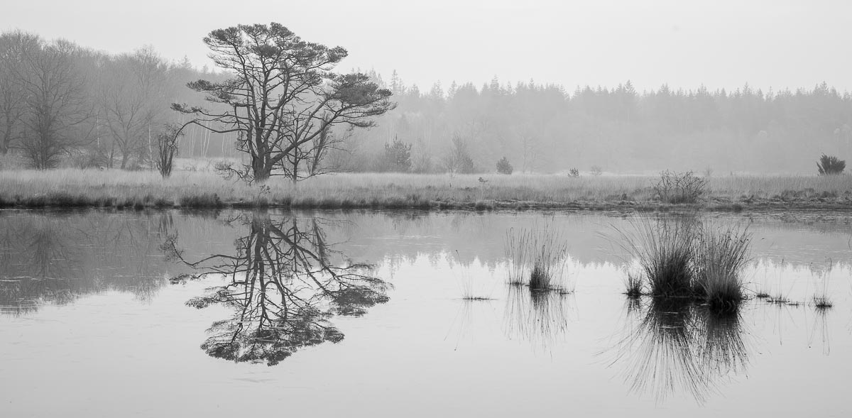 Kootwijkerveen, Veluwe, Netherlands