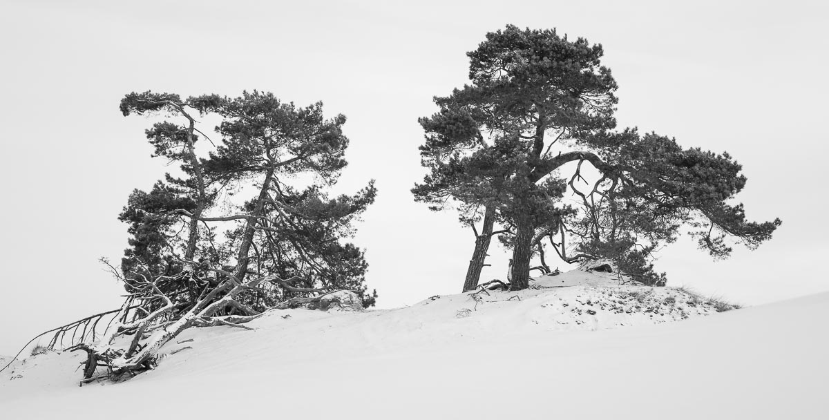 Kootwijkerzand, Netherlands