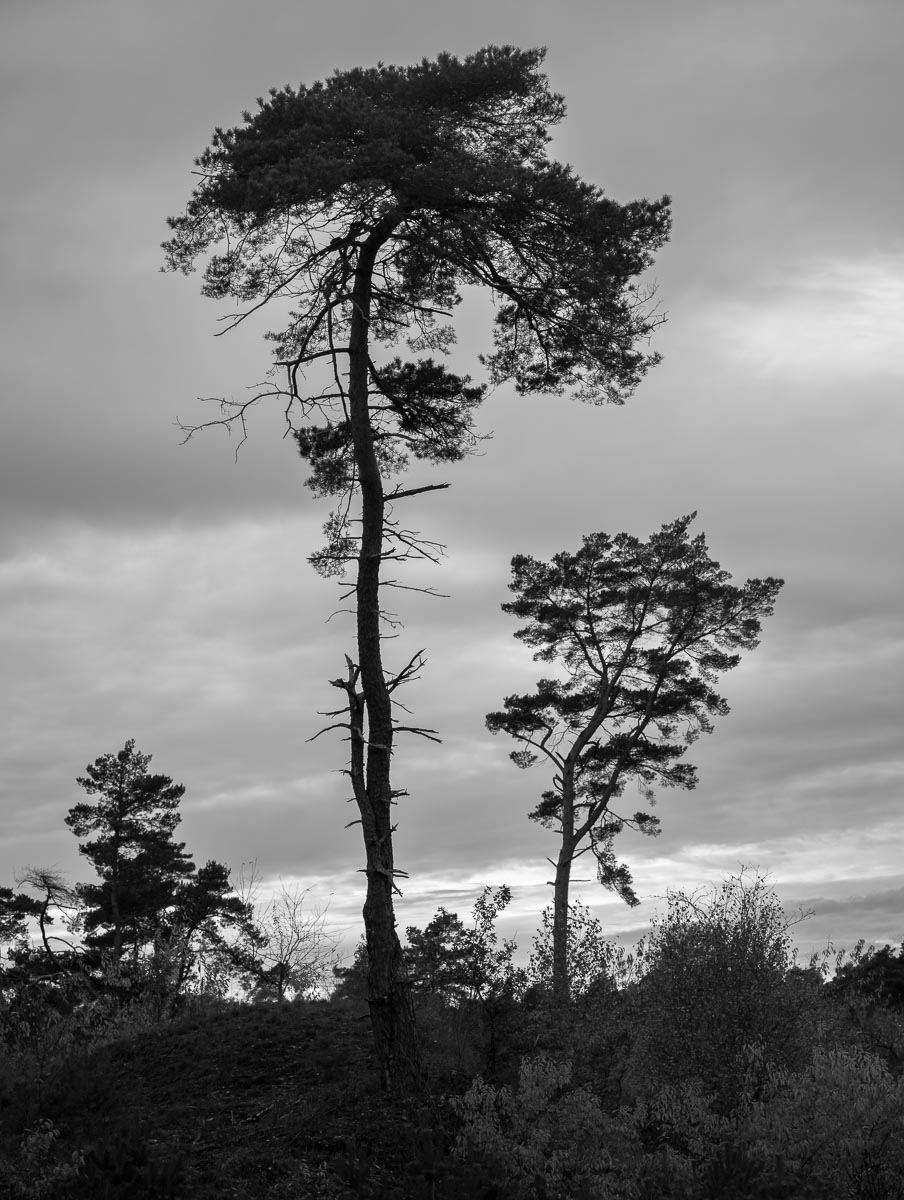 Kootwijkerzand, Netherlands